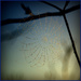 The foggy web by dide