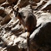 Yellow footed rock wallaby by judithdeacon