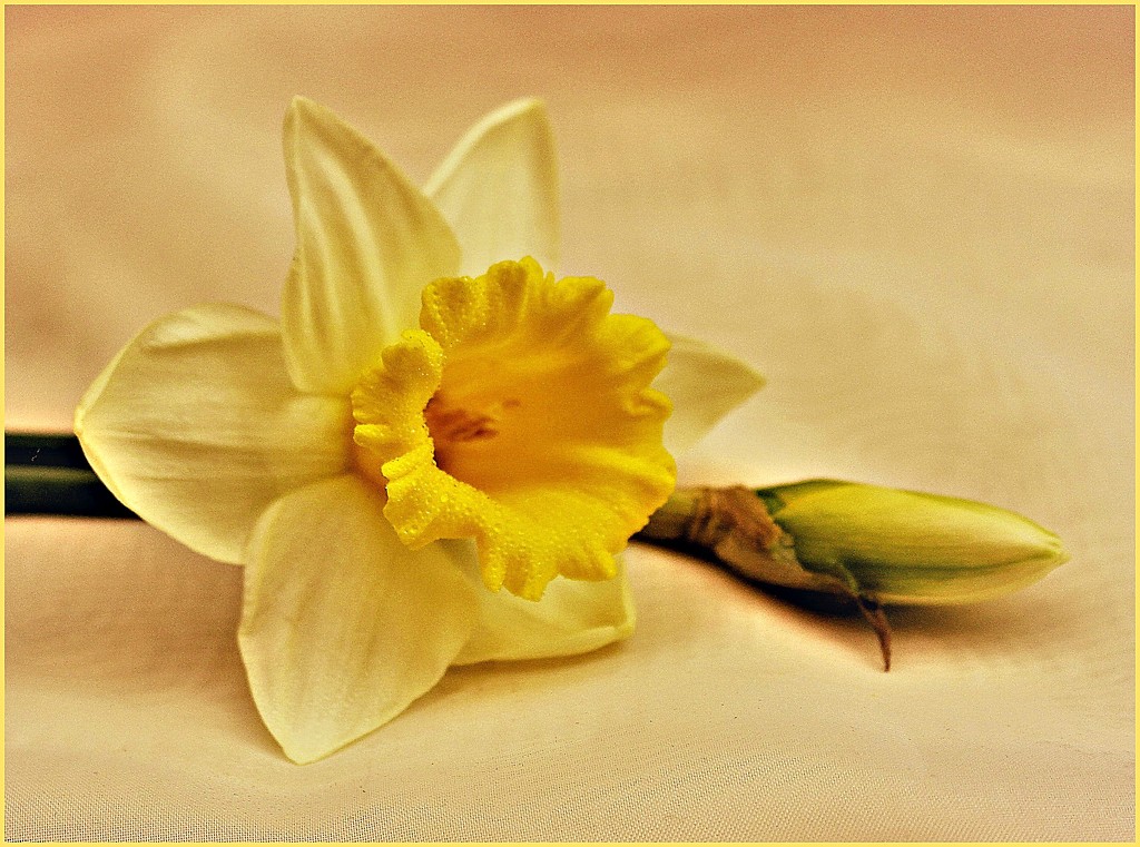 Golden Daffodil. by wendyfrost