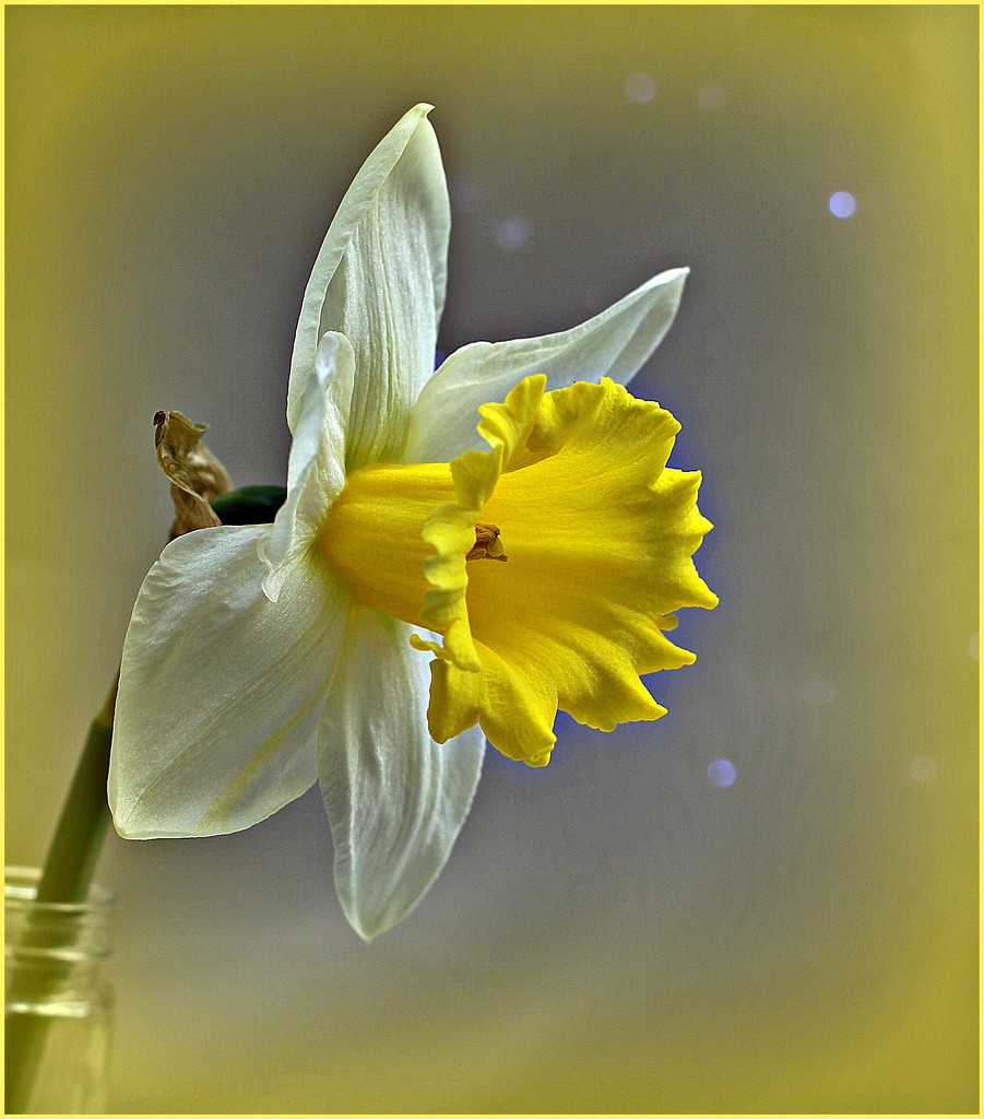 Daffodil by wendyfrost