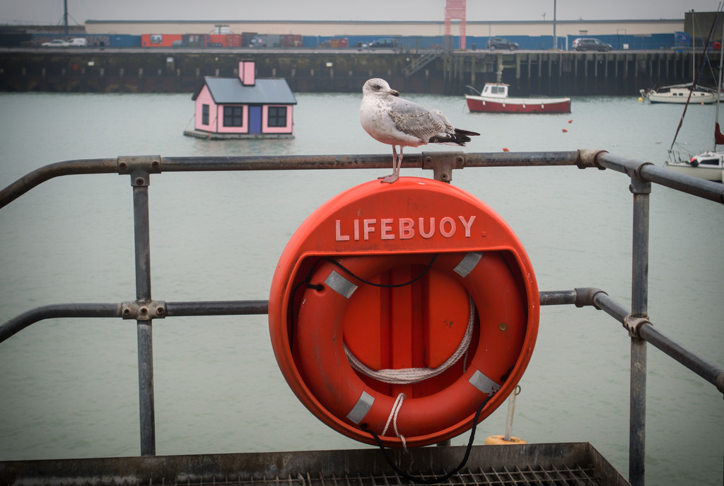 Buoy and Gull by fbailey