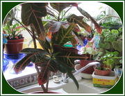 7th Mar 2018 - Plants indoors.