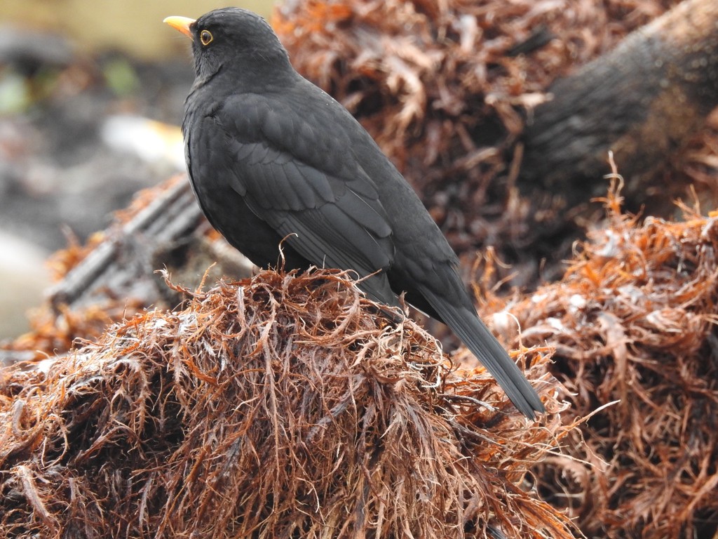 Blackbird Perched on Gunnera Manicata by mattjcuk
