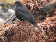 7th Mar 2018 - Blackbird Perched on Gunnera Manicata