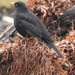 Blackbird Perched on Gunnera Manicata by mattjcuk
