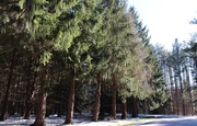 7th Mar 2018 - Pine trees in a row