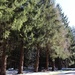 Pine trees in a row by mittens