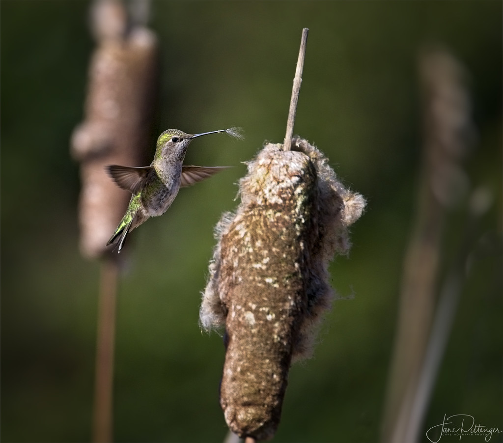 Annas Hummingbird Getting ready for Babies by jgpittenger