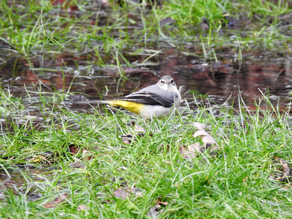  Grey Wagtail in the Garden by susiemc