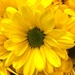 YELLOW flower by homeschoolmom