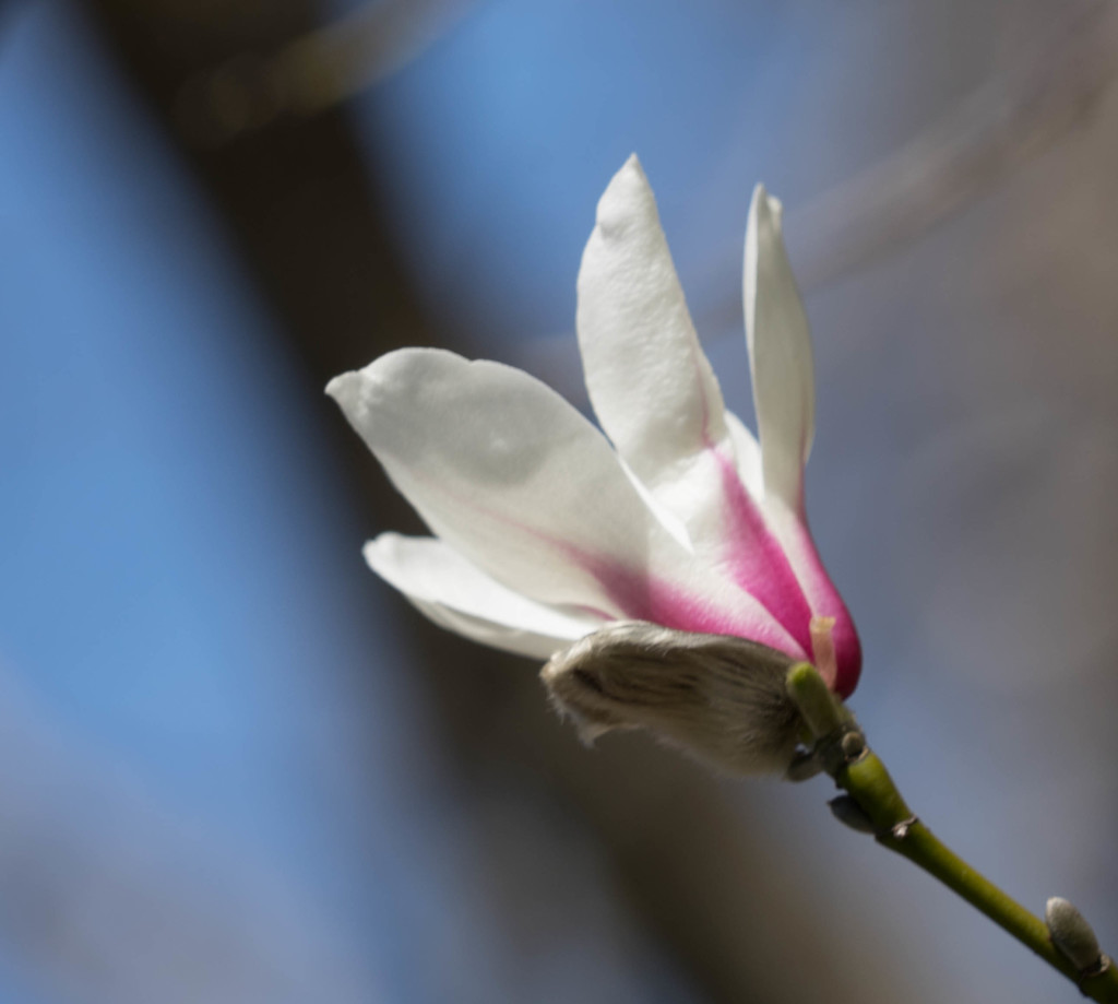 Magnolia by cdonohoue
