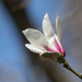 Magnolia by cdonohoue
