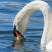 My Swans by cdonohoue