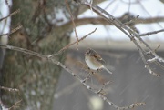6th Mar 2018 - Sparrow In Snow