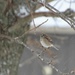Sparrow In Snow by bjchipman