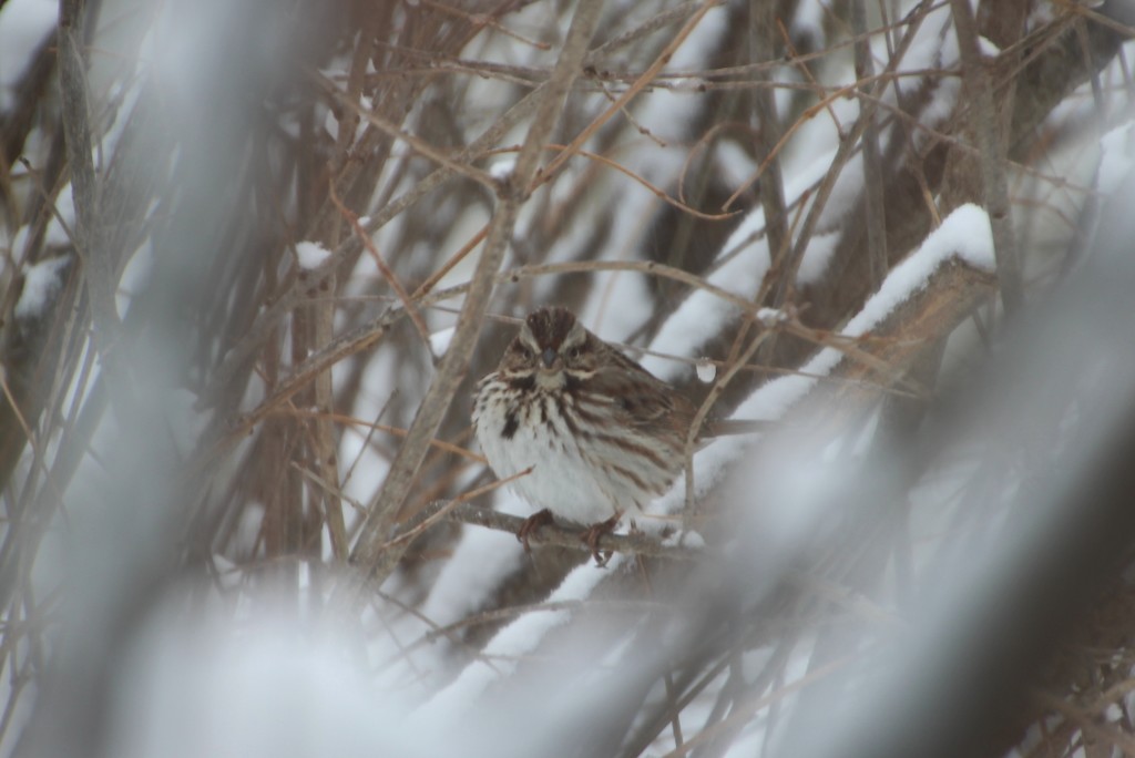 Sparrow In Snow 2 by bjchipman