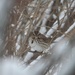 Sparrow In Snow 2 by bjchipman