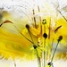 yellow by lynnz