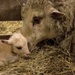 First Lambs For This Girl by farmreporter