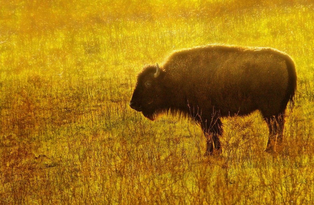 Bison  by joysfocus