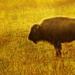 Bison  by joysfocus