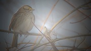 27th Feb 2018 - Day 58: Song Bird 
