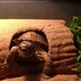 Day 60: Does this log make my shell look fat? by jeanniec57