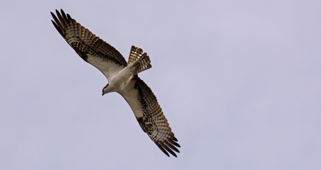 Osprey in Flight! by rickster549