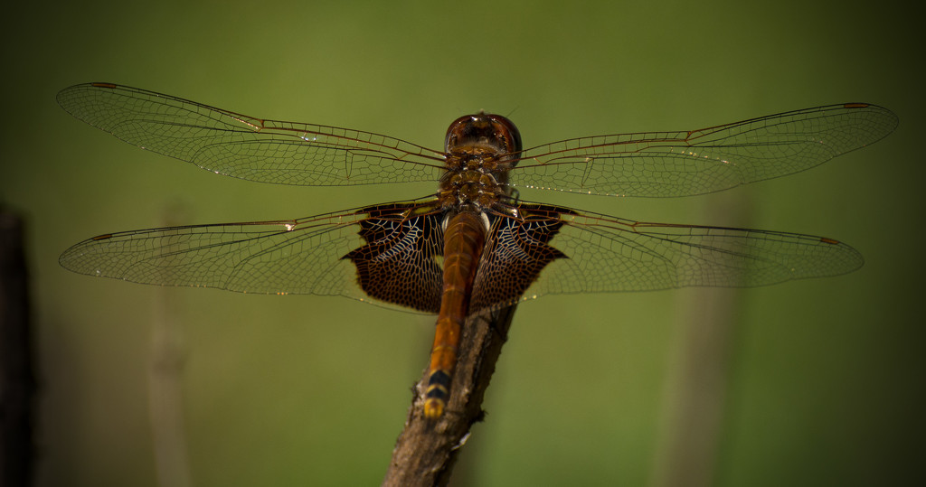 Double Wing Dragonfly! by rickster549