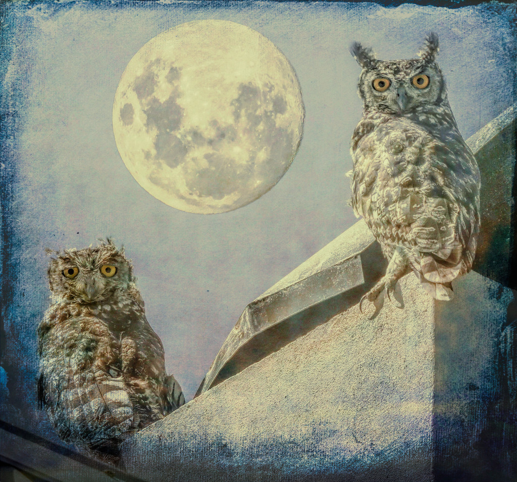 The full moon watching over the Owls. by ludwigsdiana