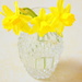 Daffodils are my favorite Spring flowers by bruni