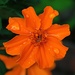 Square marigold by kiwinanna
