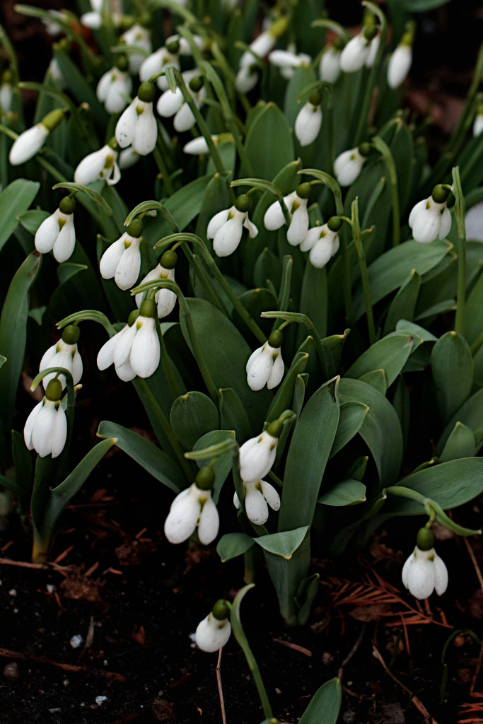 Snowdrops by gq