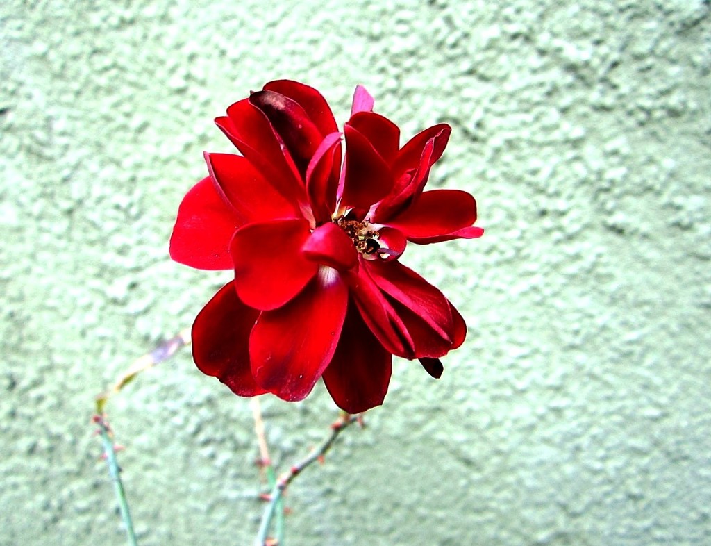 Zimski cvijet by vesna0210