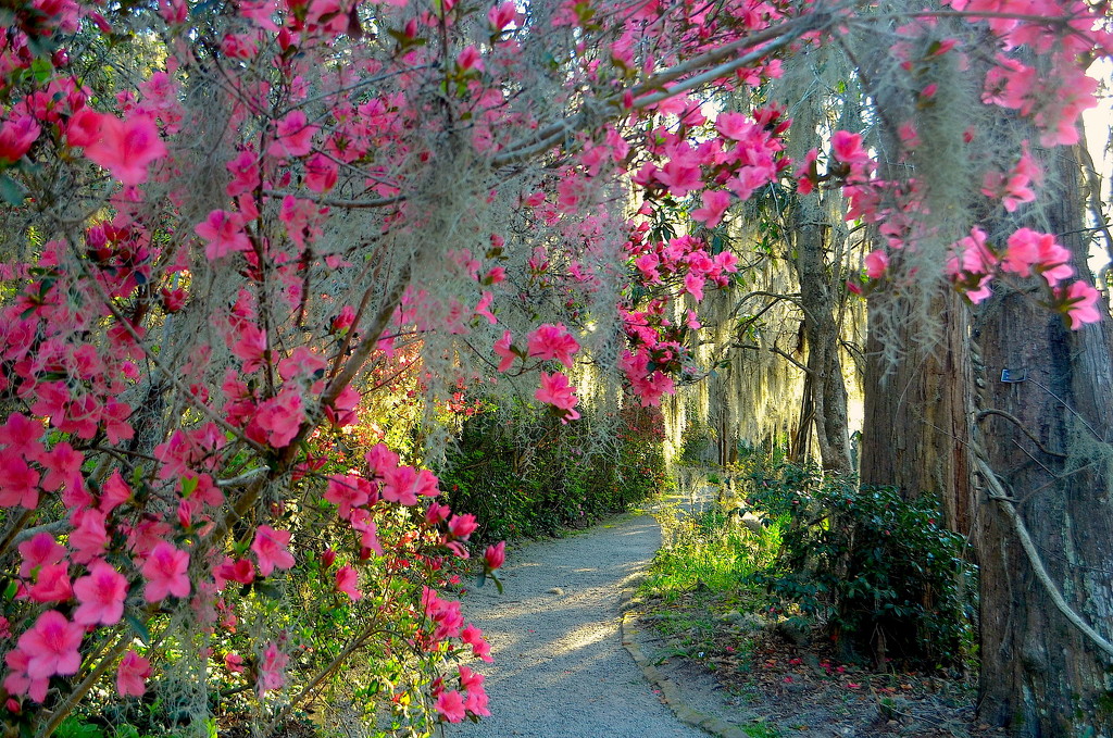 Path with azaleas, Magnolia Gardens, Charleston, SC by congaree