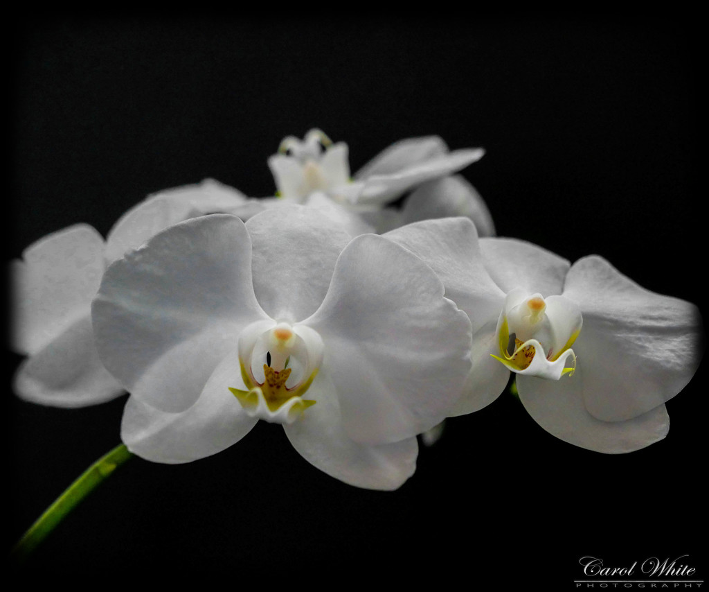 Orchids (best viewed on black) by carolmw