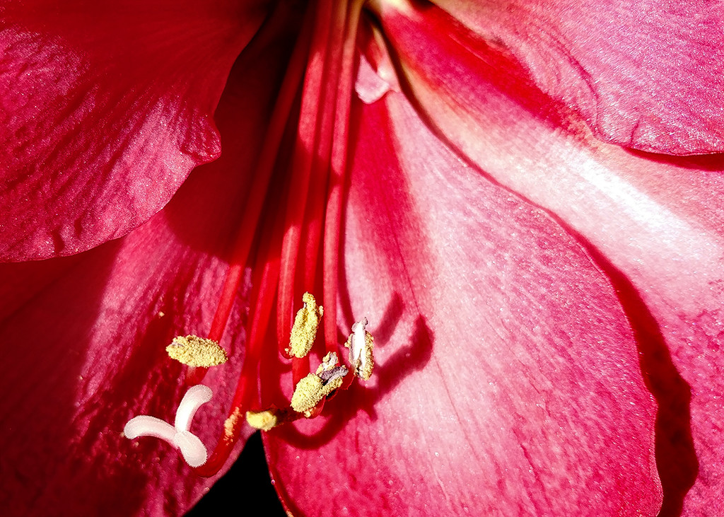 One more Amaryllis by houser934