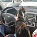 car ride with cat  by nami
