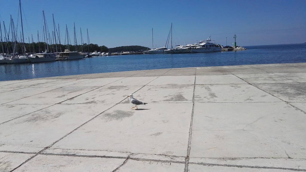 Croatian sea side by nami