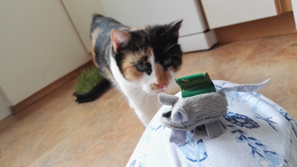 a new toy for the cat by nami