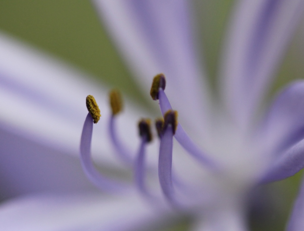 agapanthus stamens by lbmcshutter
