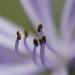agapanthus stamens by lbmcshutter