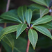 Green Pieris leaves by mittens