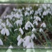 snowdrops rise by sarah19