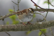 8th Mar 2018 - White-Throated Sparrow