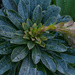 Euphorbia by rumpelstiltskin
