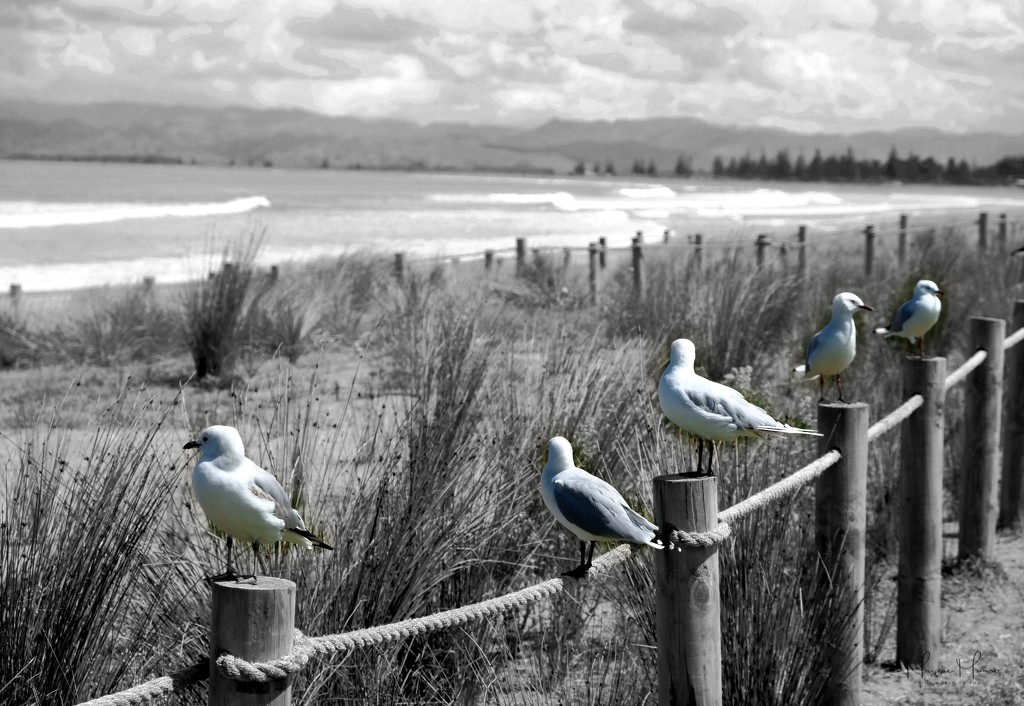 Gisborne seagulls by maggiemae