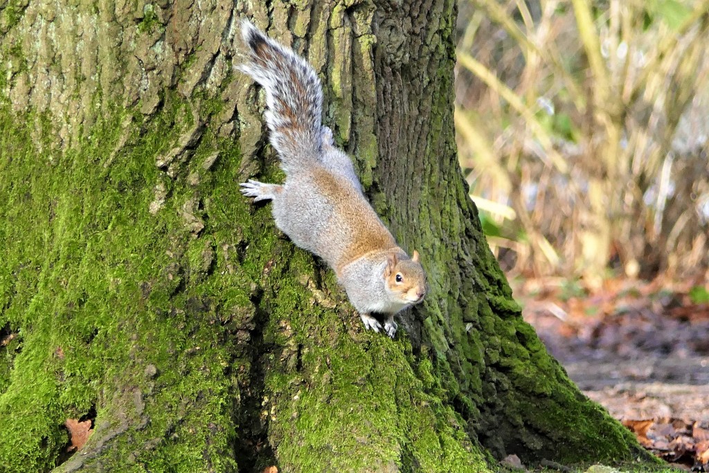 Athletic Squirrel by carole_sandford
