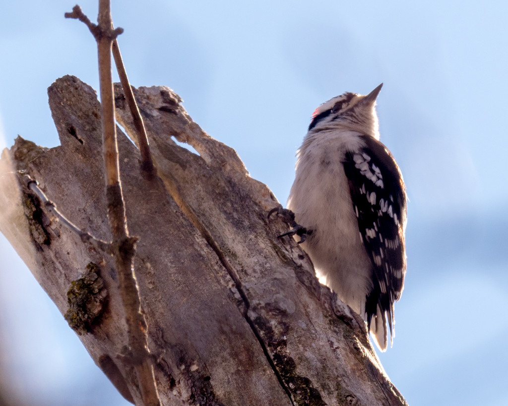 Downy Woodpecker by rminer