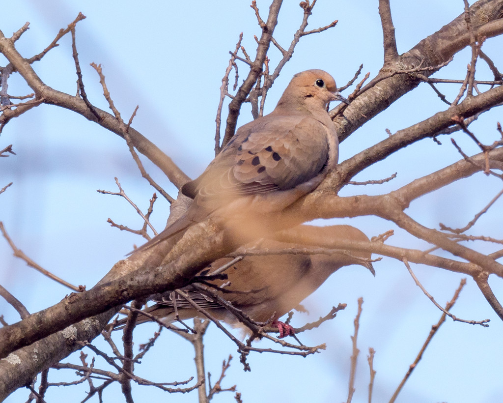 Mourning Dove Pair by rminer
